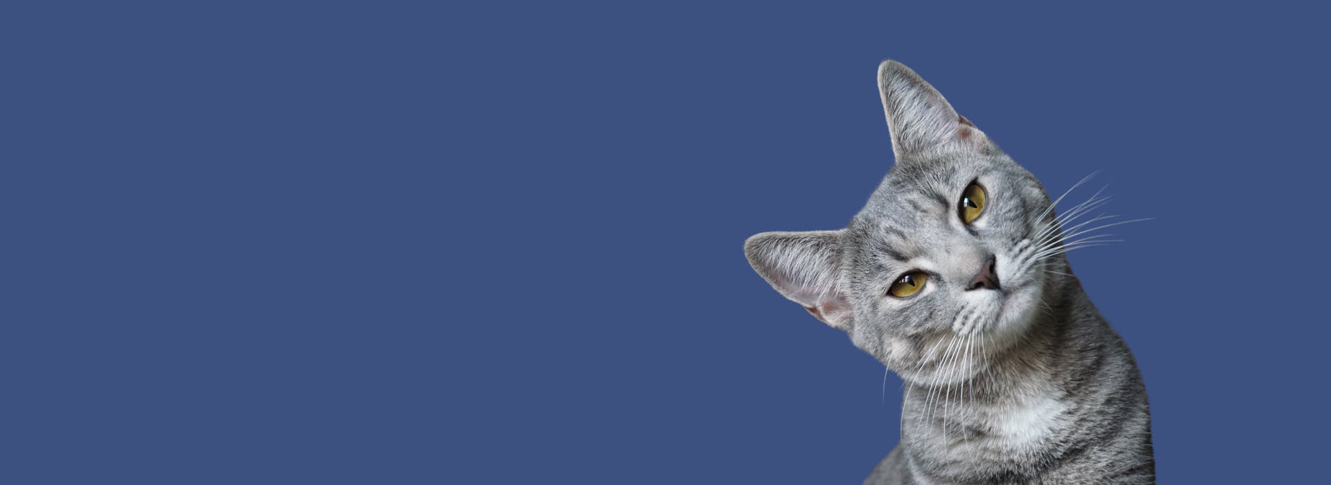 Cat Names that Start with Q